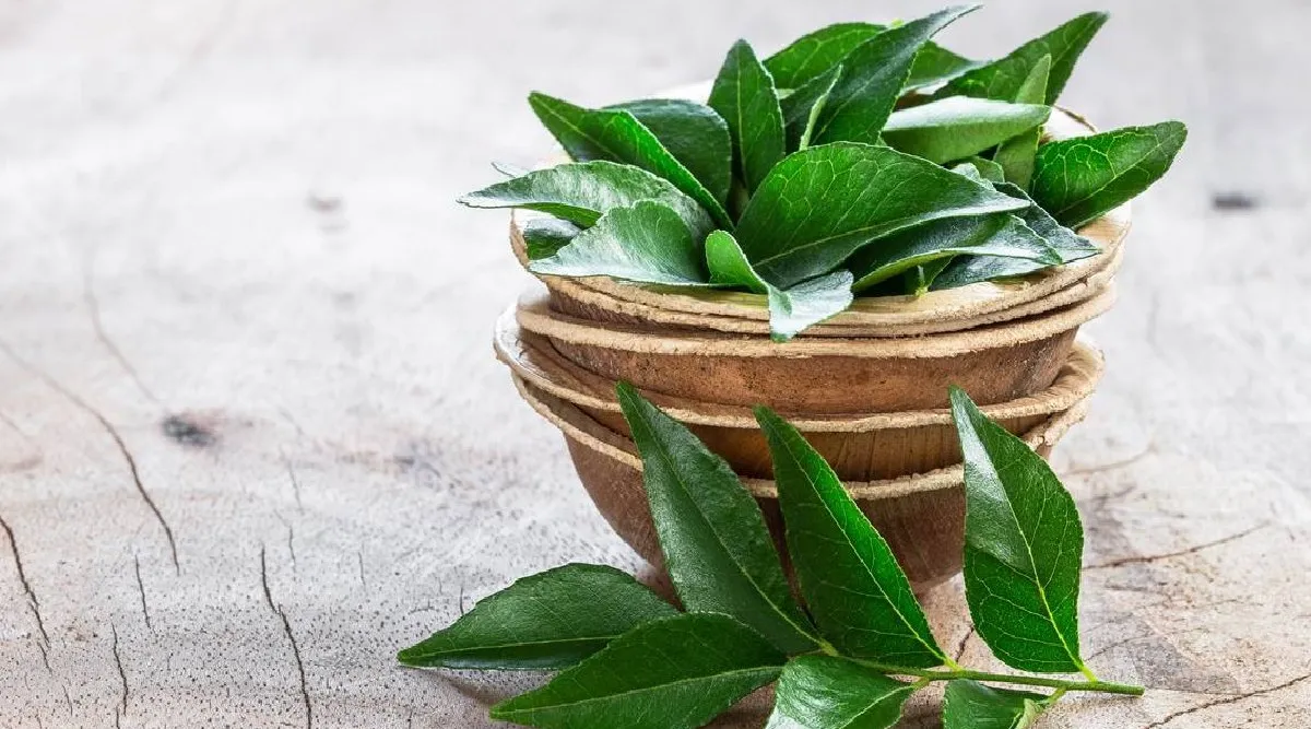 curry leaves benefits in tamil: Health Benefits of Curry Leaves tamil