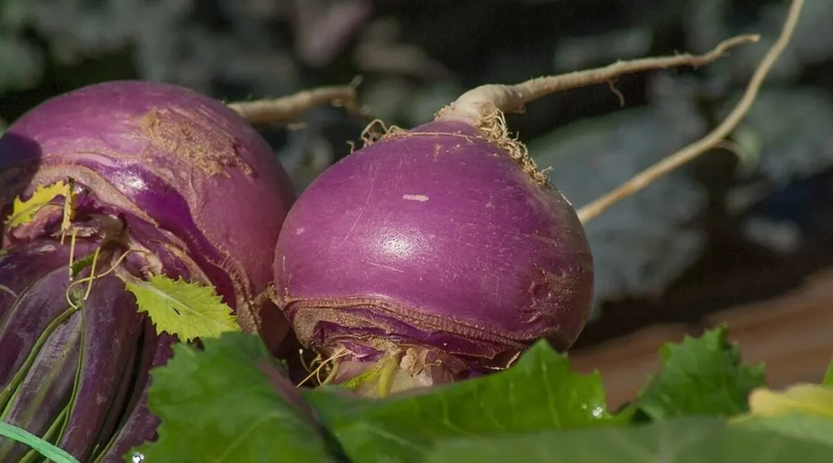 Turnip health benefits