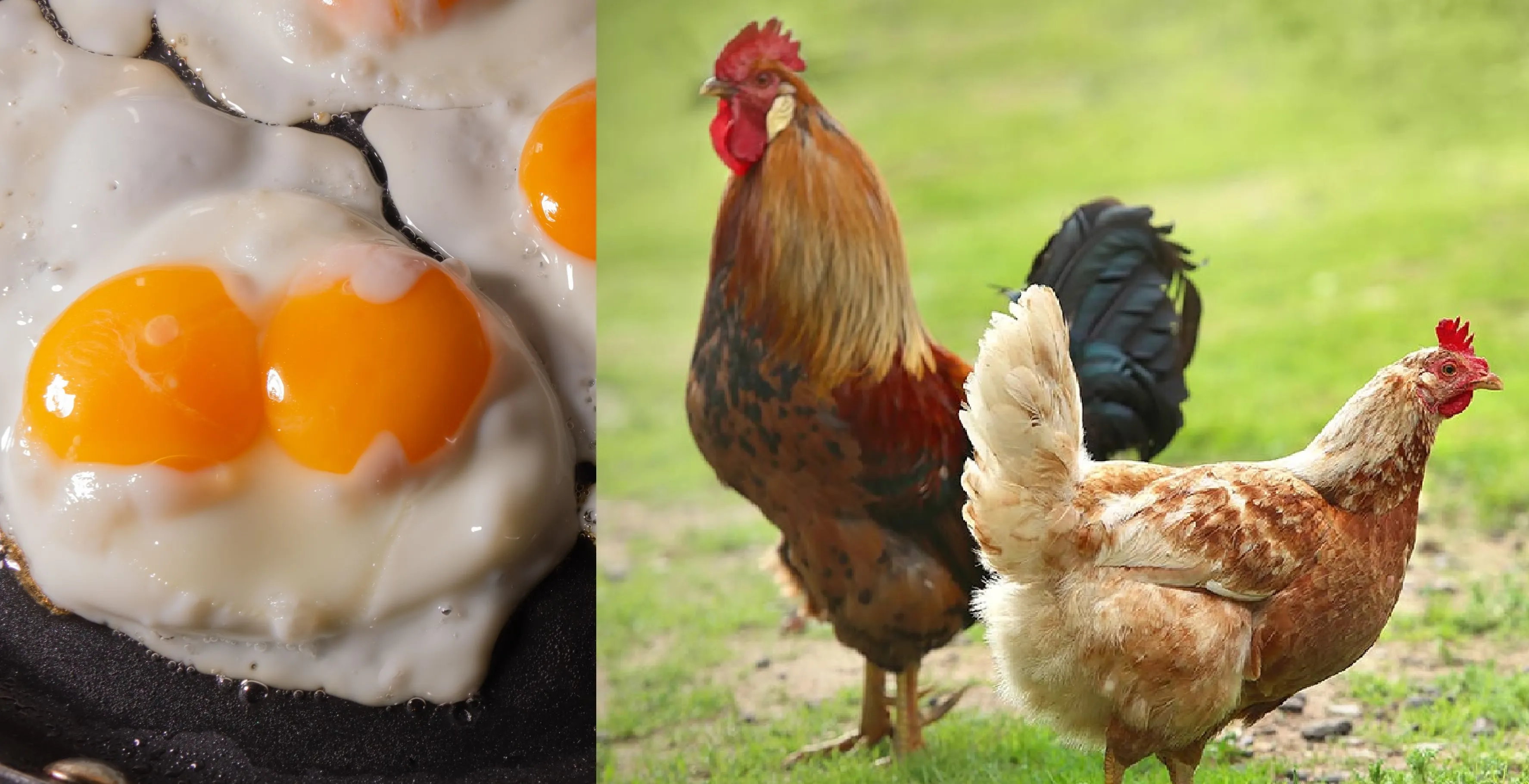 egg with double yolk