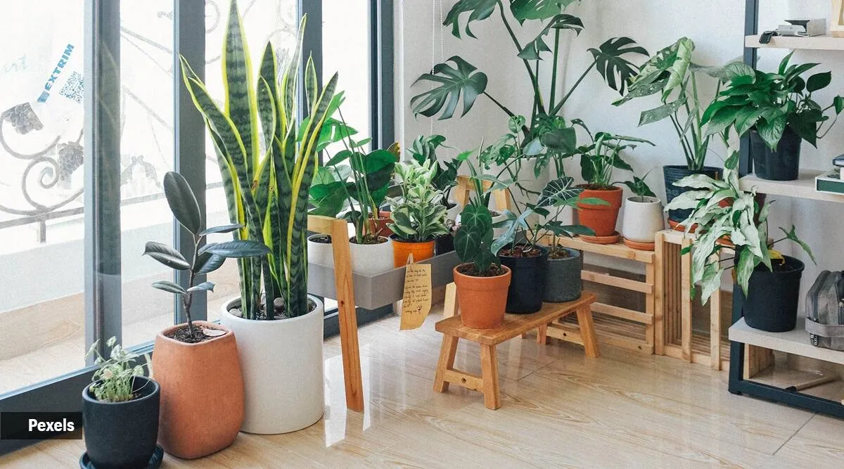 Home Plants Tips