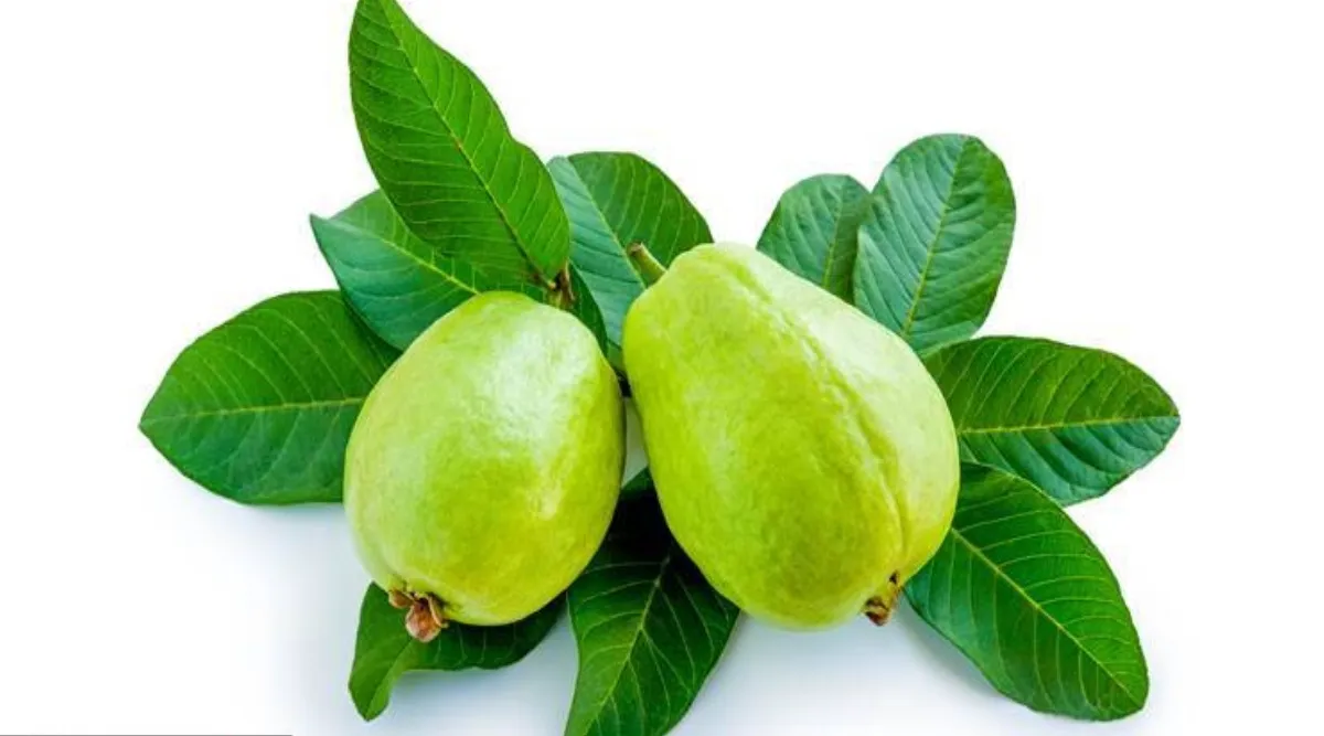 guava leaves benefits tamil: guava leaves for diabetes in tamil