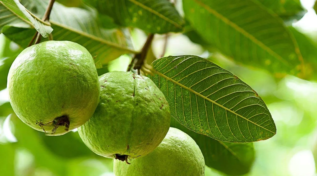 Tamil Health Guava leaf benefits update in Tamil For Hair | Indian Express  Tamil