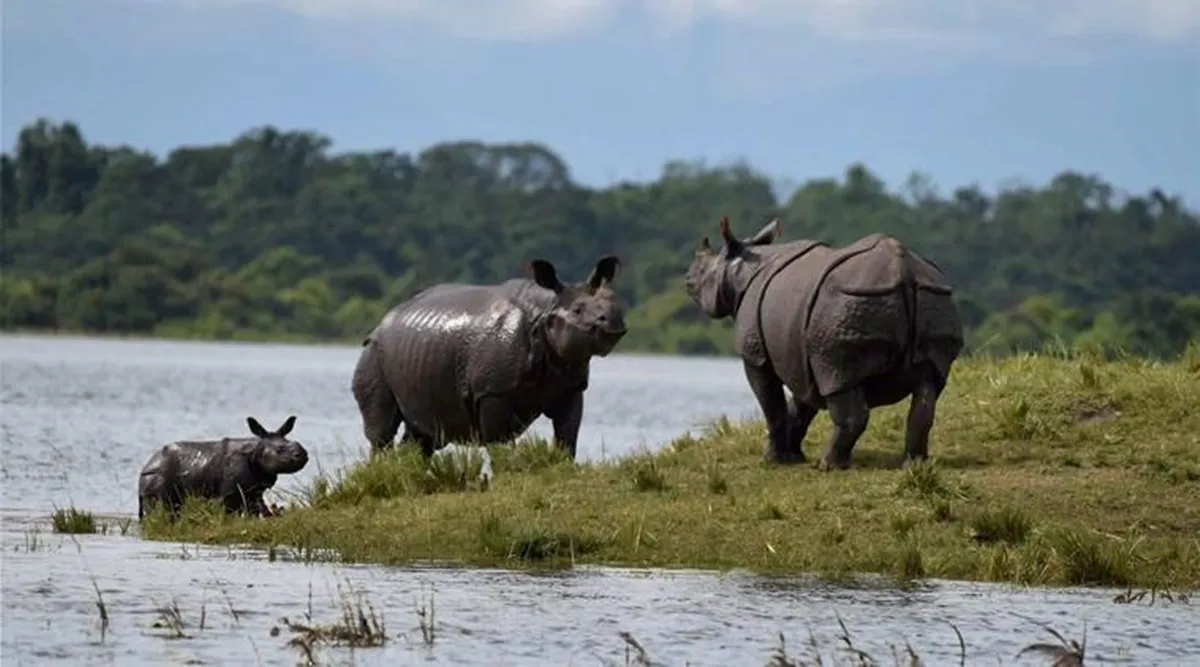 Rhino Population up by 200 in Kaziranga