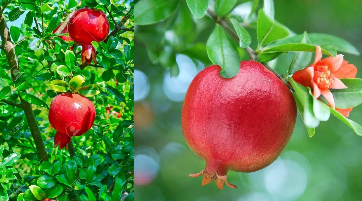 Tamil health tips: important benefits of pomegranate leaf