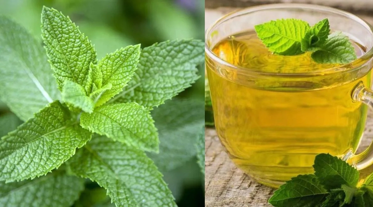 mint leaves benefits in tamil: how to make Pudina Tea or mint tea tamil