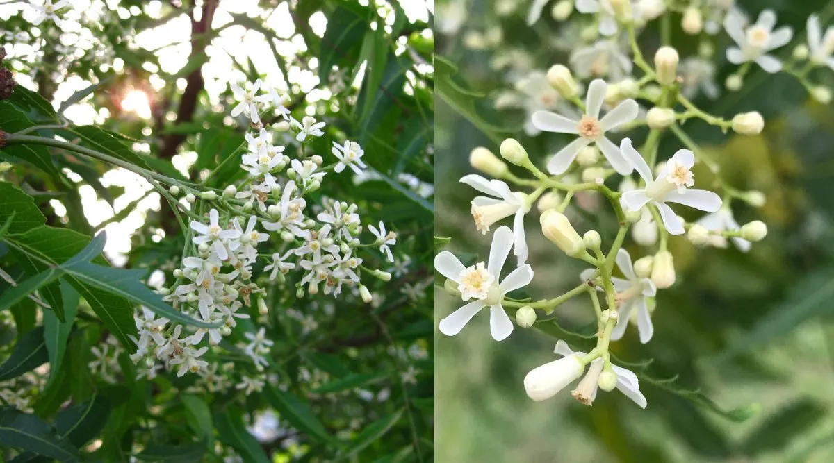 neem flower benefits in tamil: neem flower for weight loss