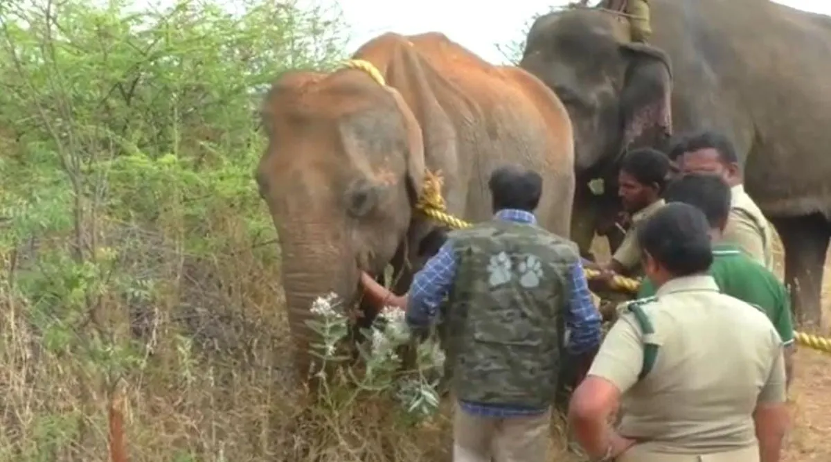 Elephant death panel lacks veterinarians and field biologists