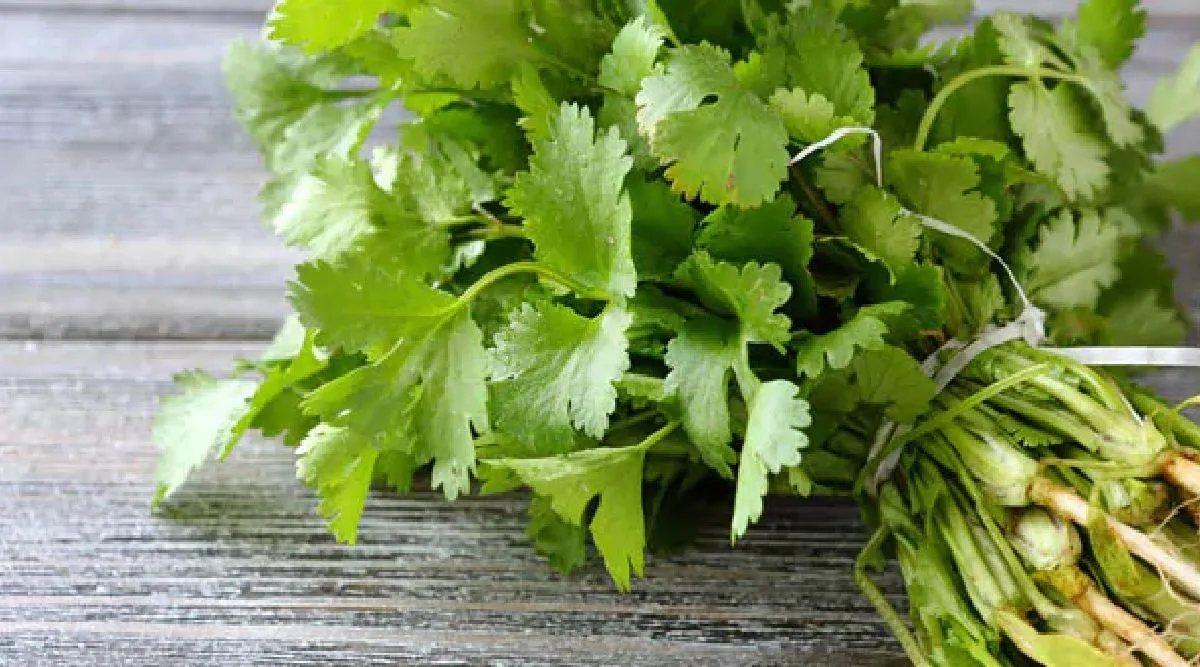 Coriander leaves benefits in tamil: incredible Benefits of Green Coriander