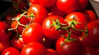 Tomato price hike