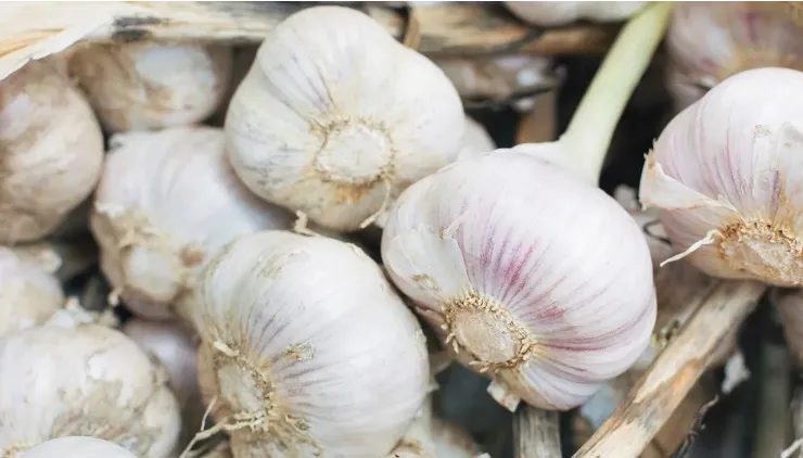 Simple Garlic Chutney recipe