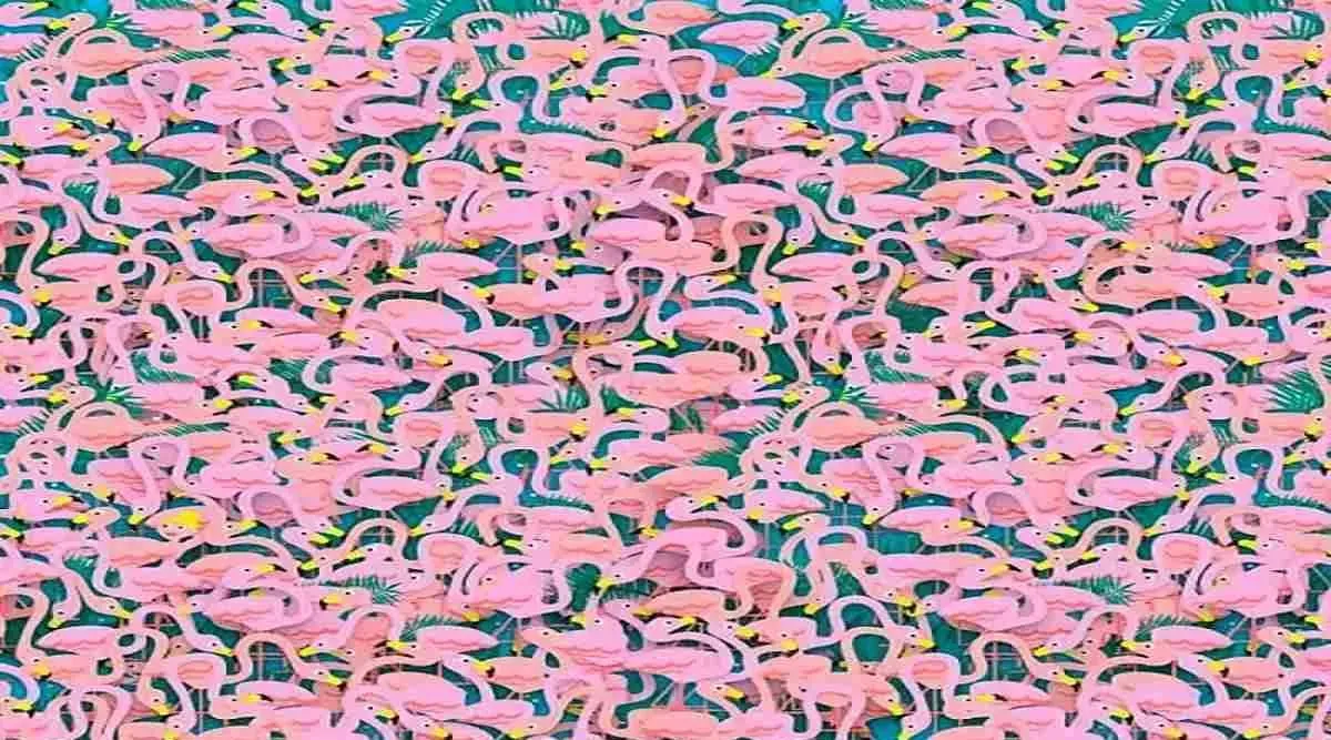 optical illusion, Find the hidden dancer, Today's optical illusion, ஆப்டிகல் இல்யூஷன், ஃபிளெமிங்கோ பறவைகள், மறைந்திருக்கும் டான்சர் பெண், சவாலான புதிர் கண்டுபிடிங்க, flamingos birds, hidden dancer, Today's optical brainteaser