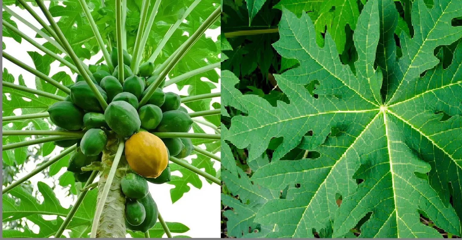Health benefits of Papaya leaves
