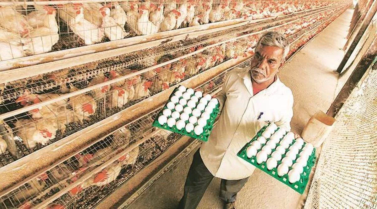 Egg rate today, Egg prices hit a high, per egg fixed at Rs.5.35.