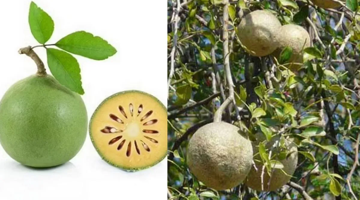 Vilvam Fruit benefits and how to eat it in tamil