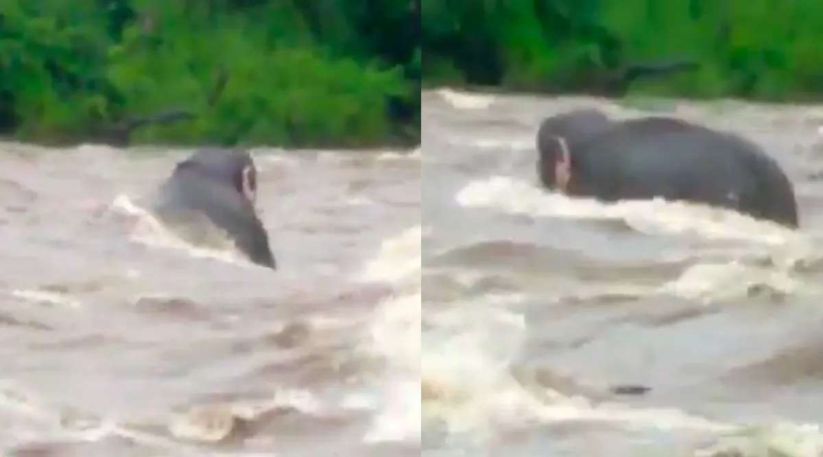 Wild elephant drowned in flood near Valparai Kerala