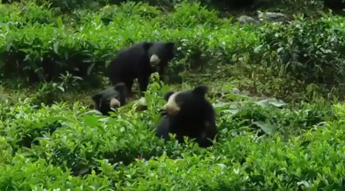 Bears Threatening People Near Coonoor Nilgiri, Will Authorities Take Action?
