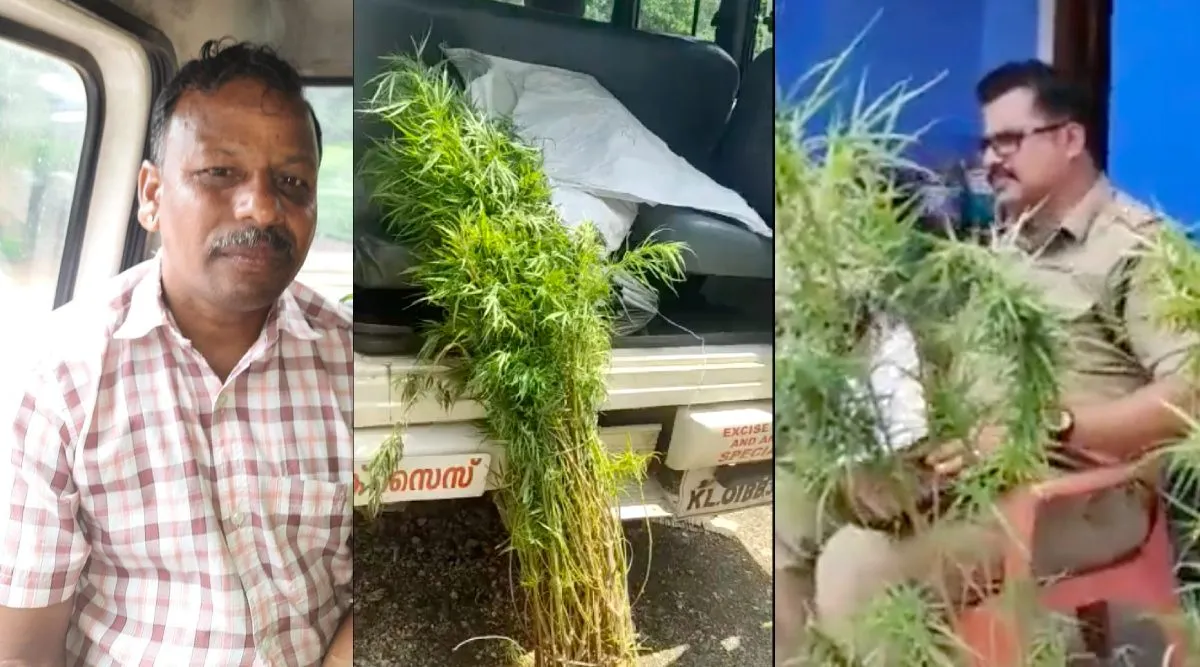 Kerala: tamil singer arrested for growing ganja plant at home