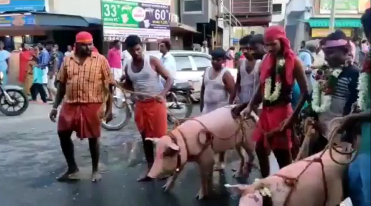 Coimbatore: flower garland pigs, strange festival