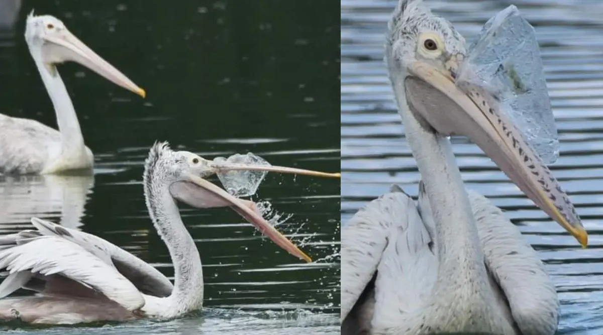 Coimbatore: plastic waste stuck in Pelican bird’s mouth