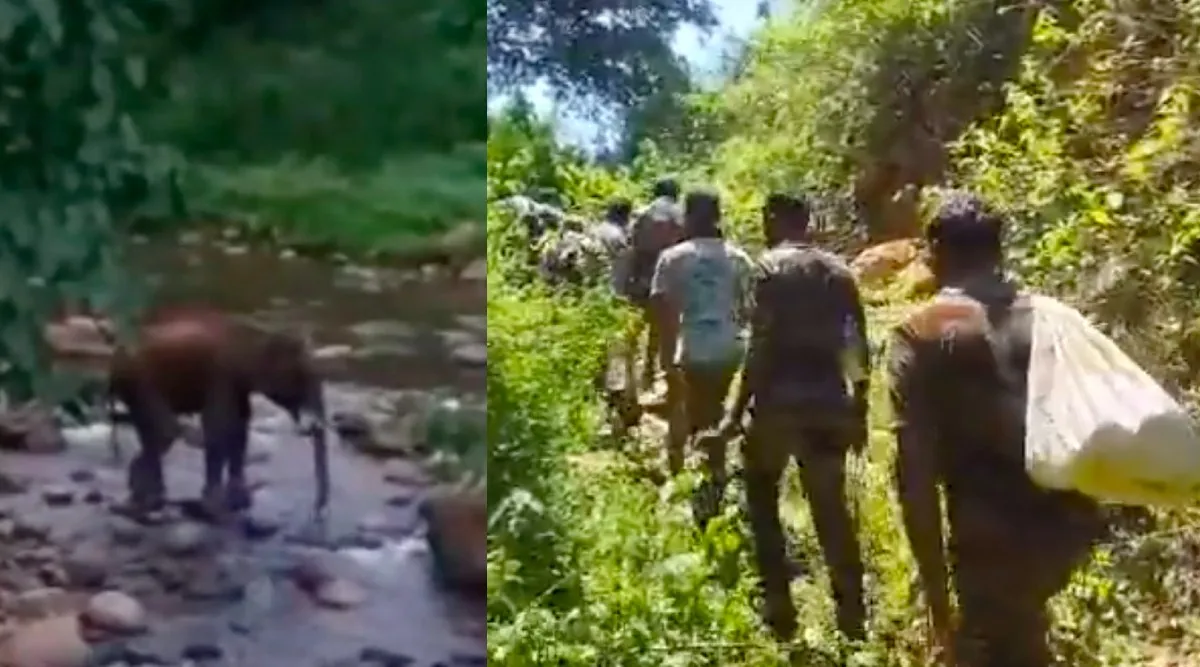 Video: Coimbatore Forest Department searches missing injured elephant for the 8th day