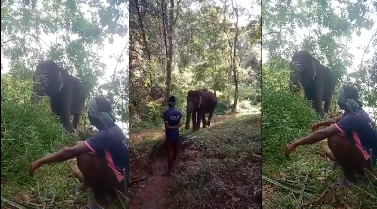 Coimbatore: Pollachi youngster saves life of an elephant by feeding food, video goes viral