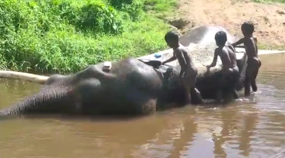 Coimbatore: Kumki elephant being bathed by Kids, Video goes viral