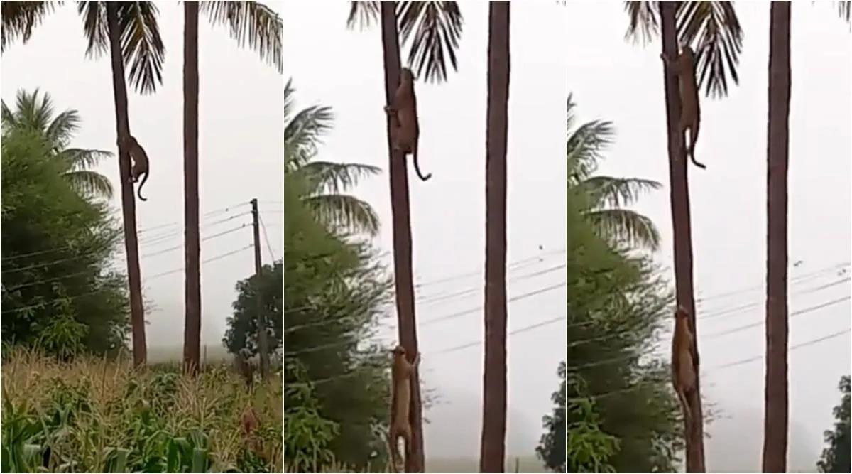 Two Leopards fights high on Coconut Tree, Leopards fighting, viral video, தென்னை மரத்தில் ஏறி சண்டை போடும் சிறுத்தைகள், Leopards climbing on Coconut Tree