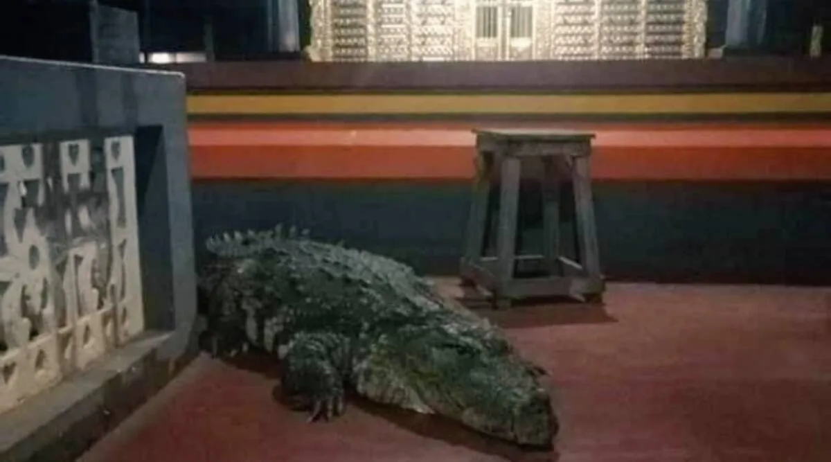 Vegetarian crocodile that lived in Kerala temple pond dies hundreds pay homage
