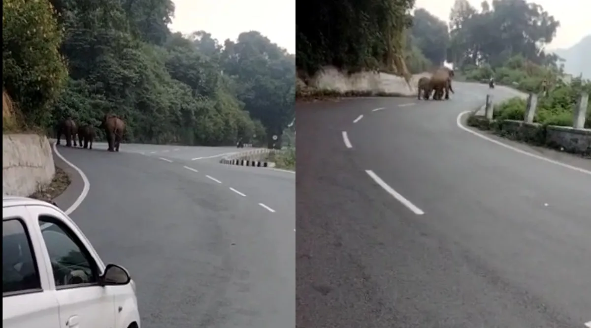 Coimbatore: wild elephants strolled along busy Ooty Road - video Tamil News