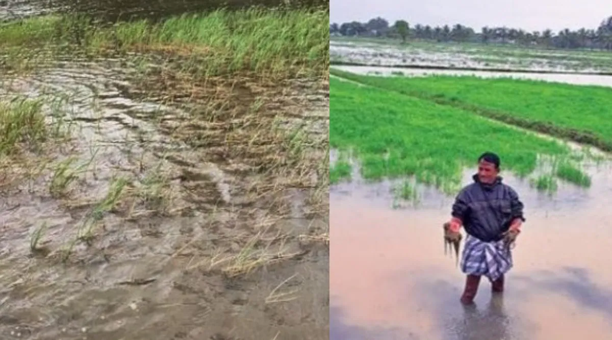 Heavy rains over Chidambaram, Sirkazhi: Waterlogged in paddy fields Tamil News