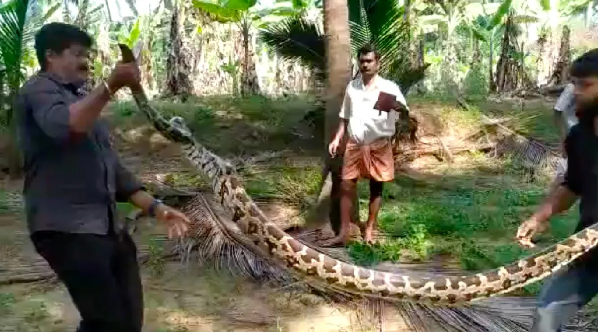 Video: Mountain snake caught, Handover to Coimbatore Forest Department Tamil News