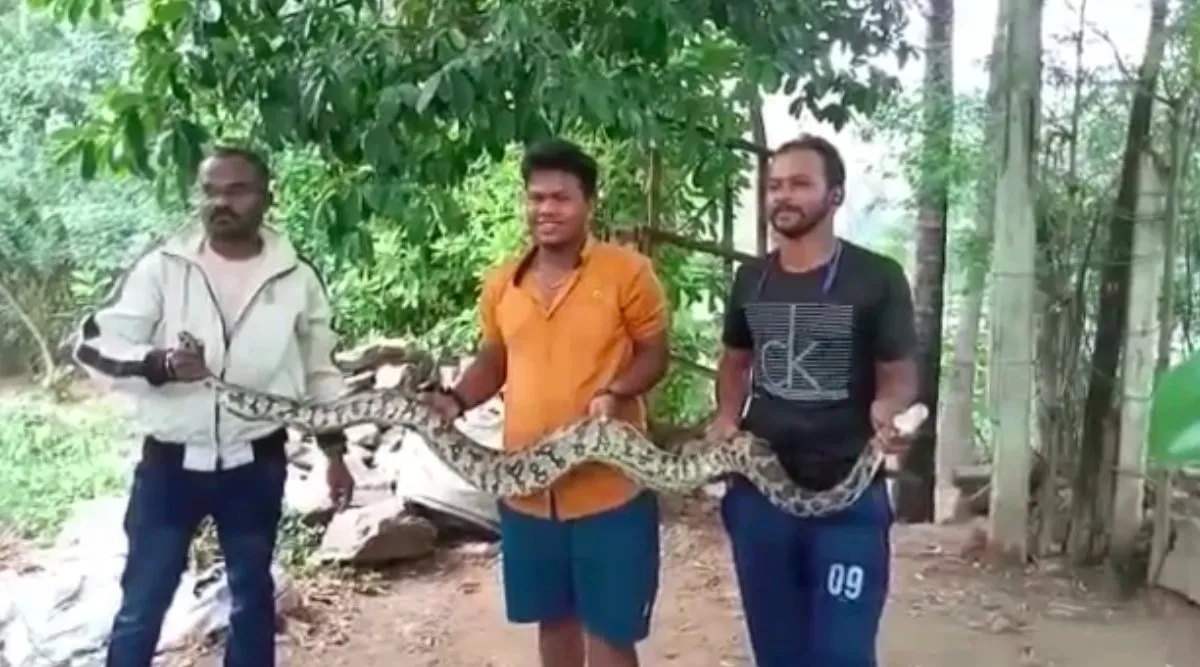 Coimbatore: 8 feet long python in Pollachi, Volunteers caught - video Tamil News