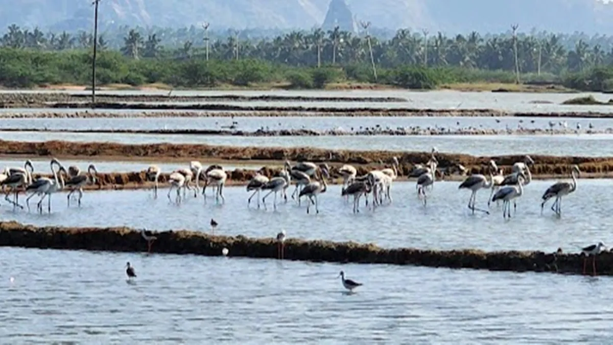 There is a demand to protect foreign birds camped in Kanyakumari