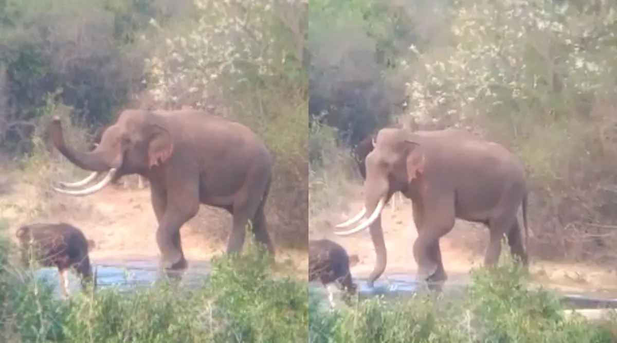 Coimbatore: Elephant Drinking Water With Wild Cow - Viral Video