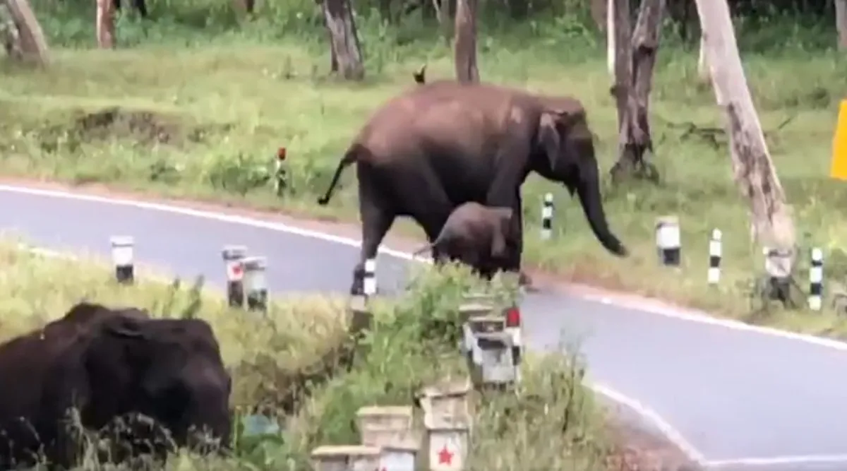 Elephant viral video, mother elephant teaching road coss to calf, viral video, சாலையைக் கற்றுத் தரும் தாய் யானை, வைரல் வீடியோ