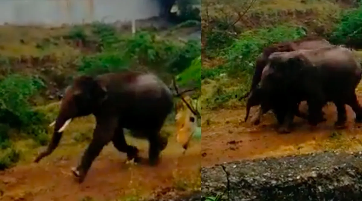 Coimbatore: Wild elephants entered in a village with its babies Tamil News