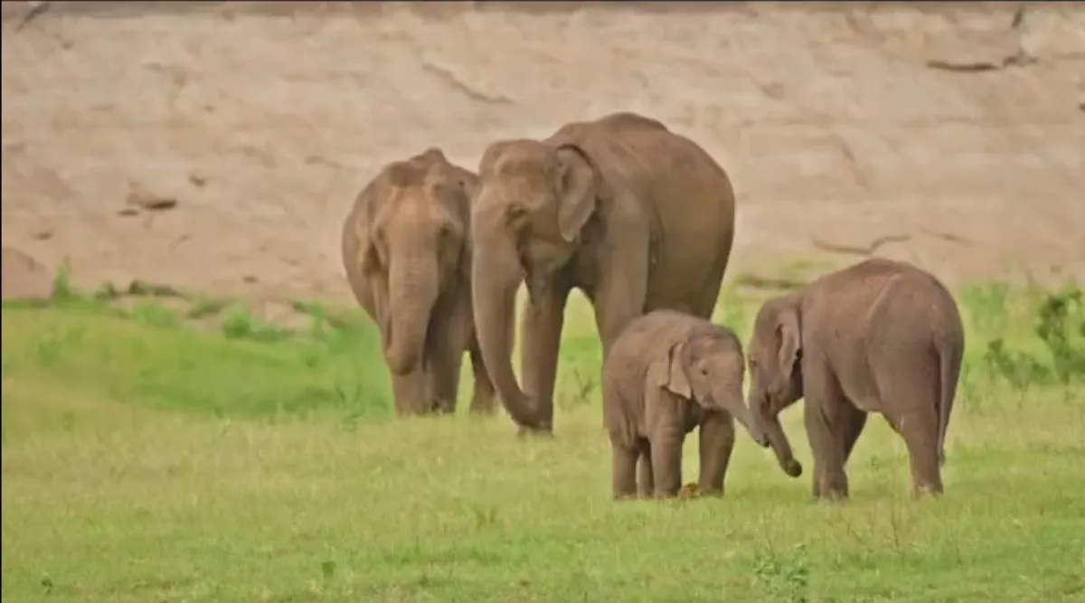 Very beautiful baby elephants cheers video, baby elephants cheers, குட்டி யானைகளின் அழகான ஃபிரன்ஷிப், மனதைக் கொள்ளை கொள்ளும் வைரல் வீடியோ, யானைக் குட்டி வைரல் வீடியோ, Anamalai Tiger reserve, tamil nadu, elephant, Supriya Sahu IAS