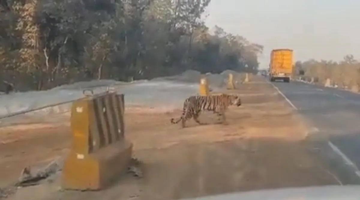 Tiger Crossing the road, Tiger Viral video, Viral video, எச்சரிக்கையாக சாலையைக் கடக்கும் புலி... வனவிலங்குகளின் வாழ்க்கையை பறிப்பதா வளர்ச்சி, வைரல் வீடியோ, புலி வைரல் வீடியோ, Tiger Crossing the road carefully, Tiger video