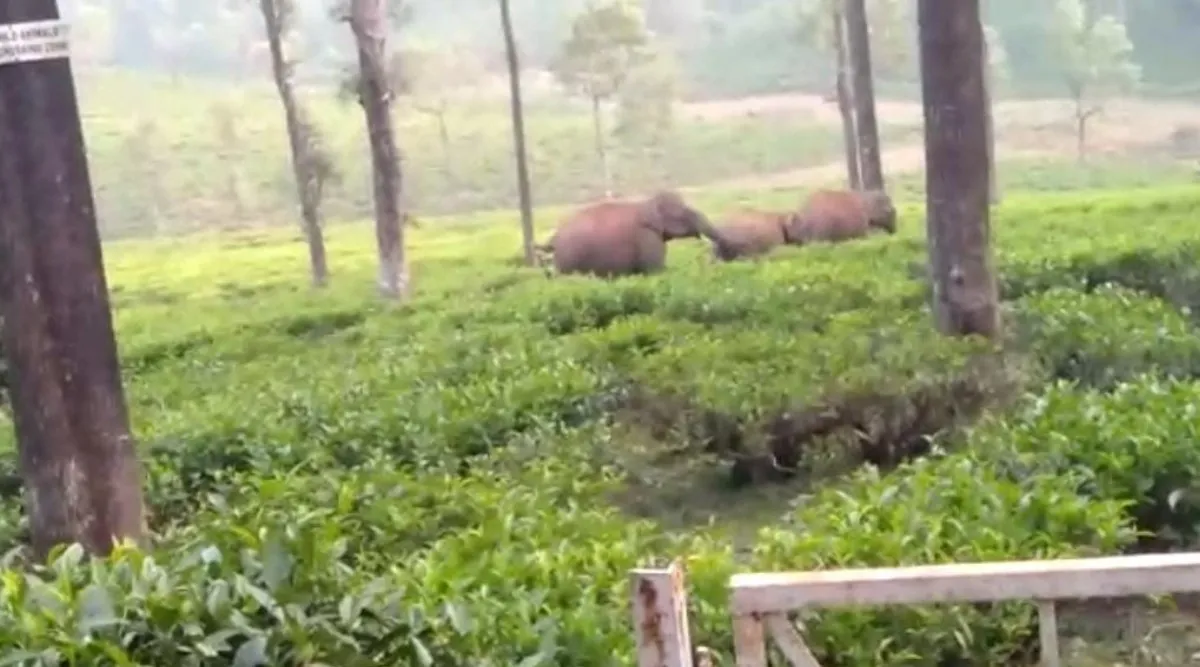 Valparai: Wild elephant with cubs in tea estate, video Tamil News