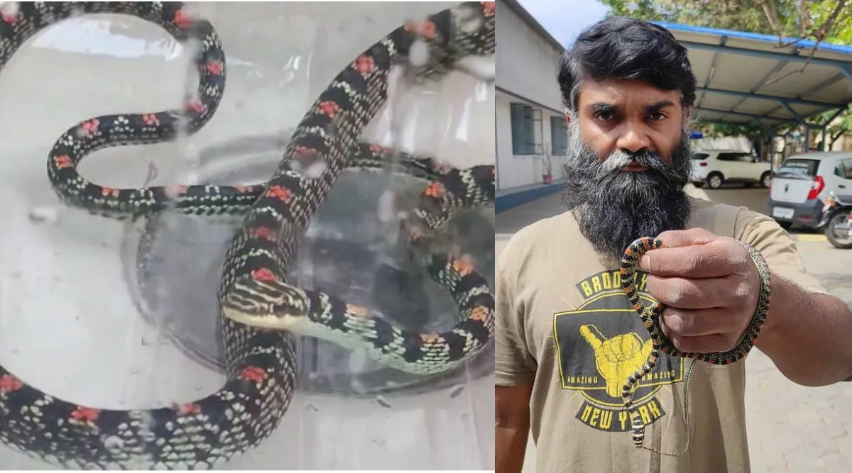 Coimbatore: flying snake stuck in a car - video Tamil News