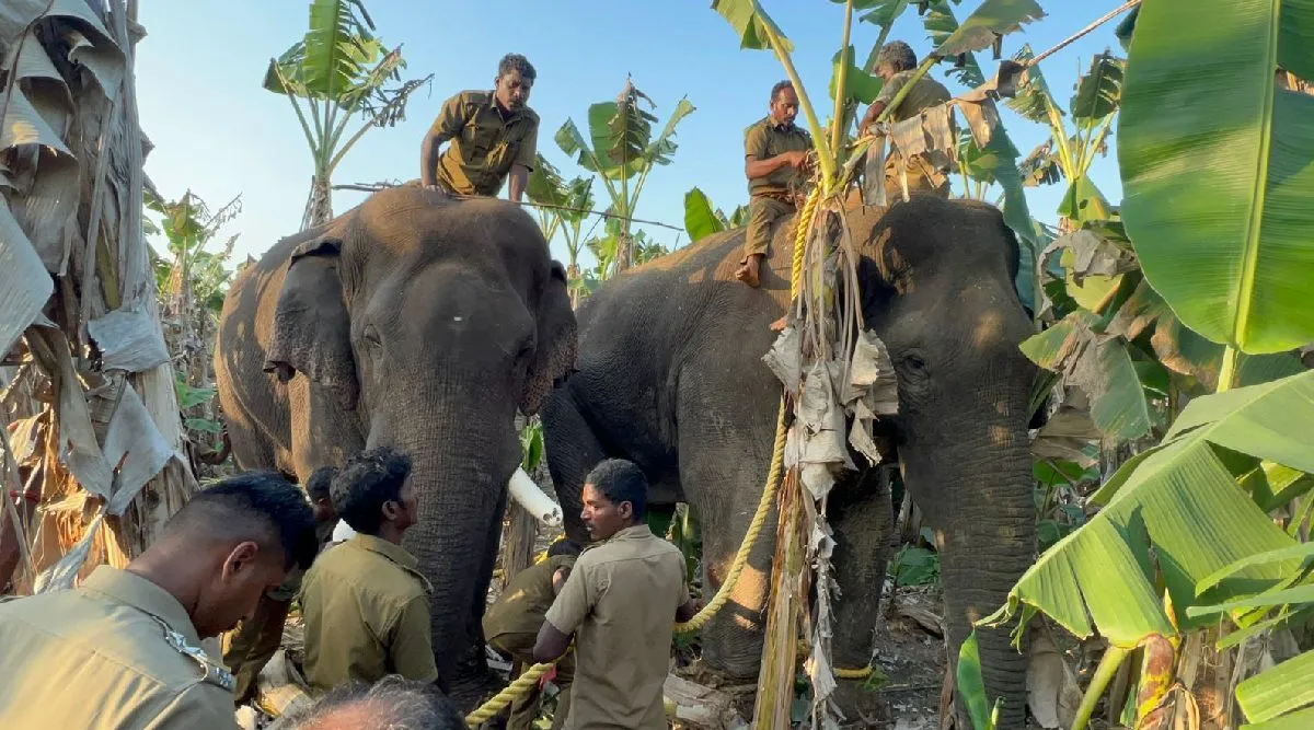 Coimbatore: ‘Makhna’ elephant captured and left in forest Tamil News