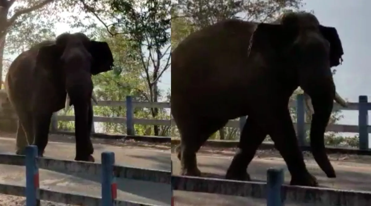 Valparai: Kabali Elephant Threatens Electricity Workers - Video Tamil News
