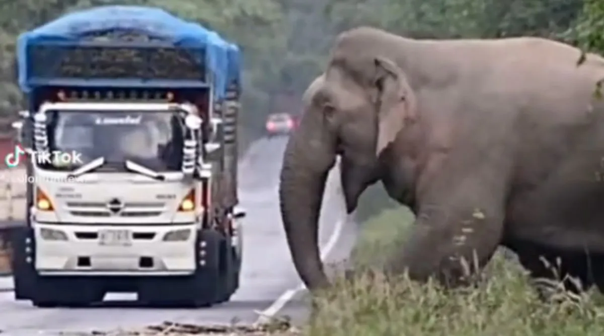 elephant viral video, viral video, thailand elephant video, elephant stops lorry, sugarcane lorry