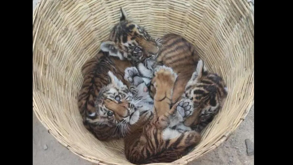 abondaned tiger cubs, viral video, four tiger cubs, abondaned cubs