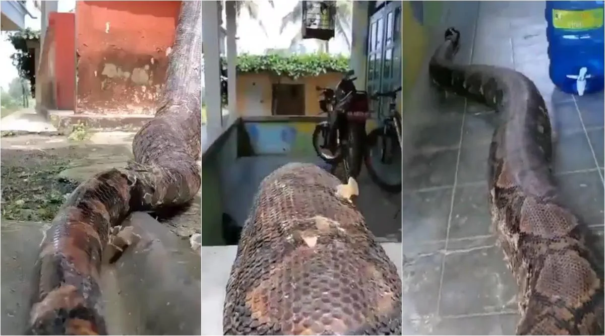 Viral video, the longest and one of the heaviest snakes, இவ்வளவு பெரிய பாம்பா, மிரள வைத்த மிகப்பெரிய மலைப்பாம்பு: வைரல் வீடியோ, The longest python, pyton, heaviest snakes of planet enters home video goes viral