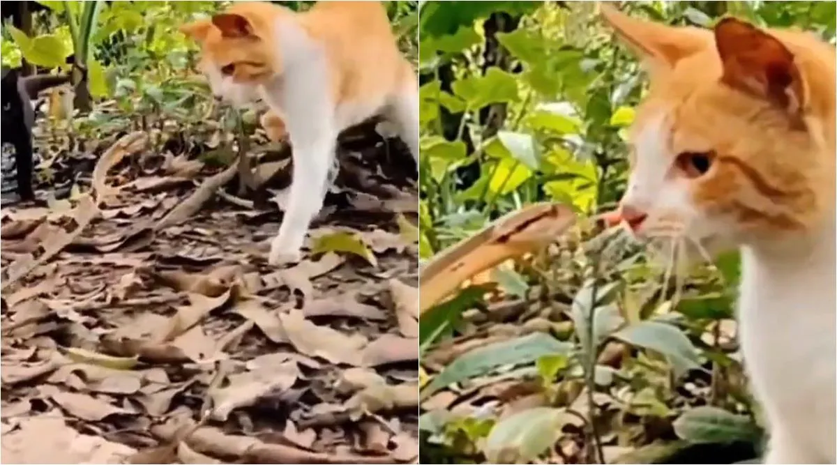 viral video, latest viral video, today trending viral video, today viral news, snake cat fighting video