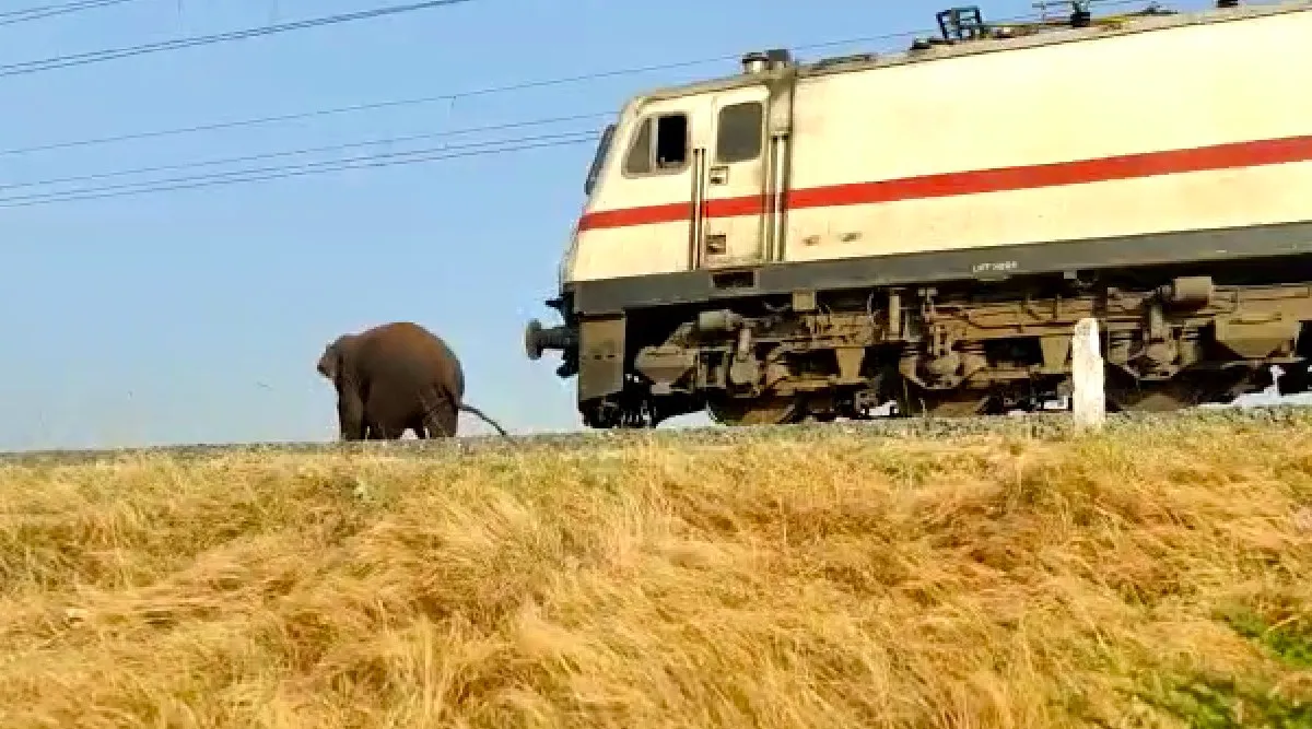 Coimbatore: makhna elephant standing on the railway track, forest dept saves cleverly - video Tamil News