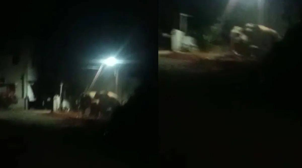 Coimbatore: Wild elephants entered the city in the middle of the night, public panicked - video Tamil News