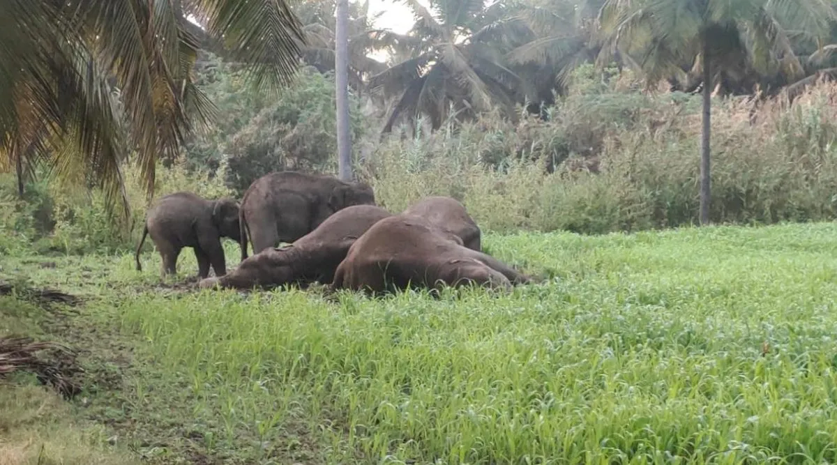 Dharmapuri: 3 elephants killed by illegal electric fence, farmer arrested Tamil News