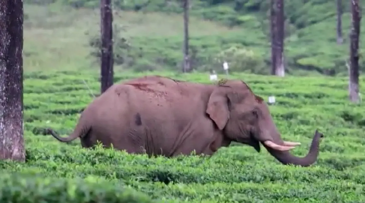 Valparai: wild elephant greeted to forest officials for helping cross road - video Tamil News